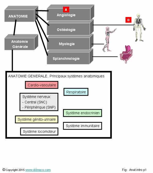 Branches de l'anatomie