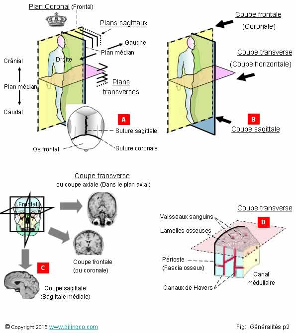 Anatomie Orientations Coupe Frontale Transverse Sagittale