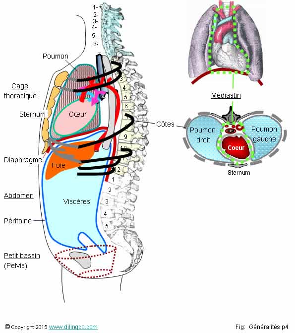 rgions cage thoracique  abdomen 