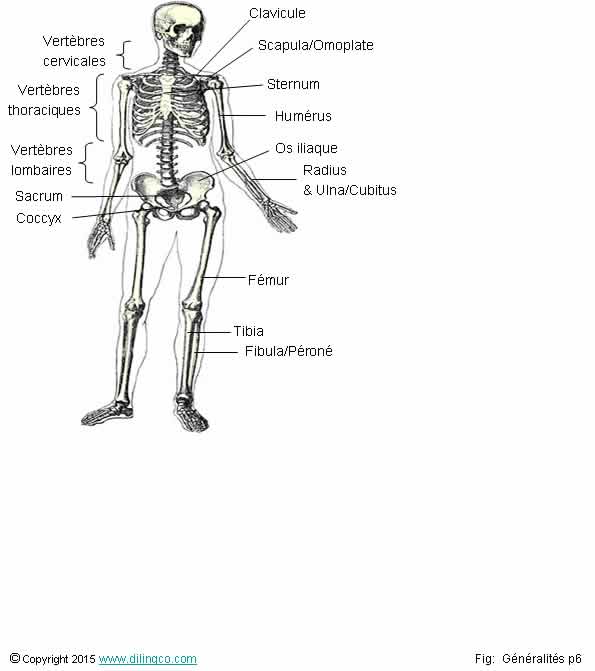 Ostologie Squelette humain 