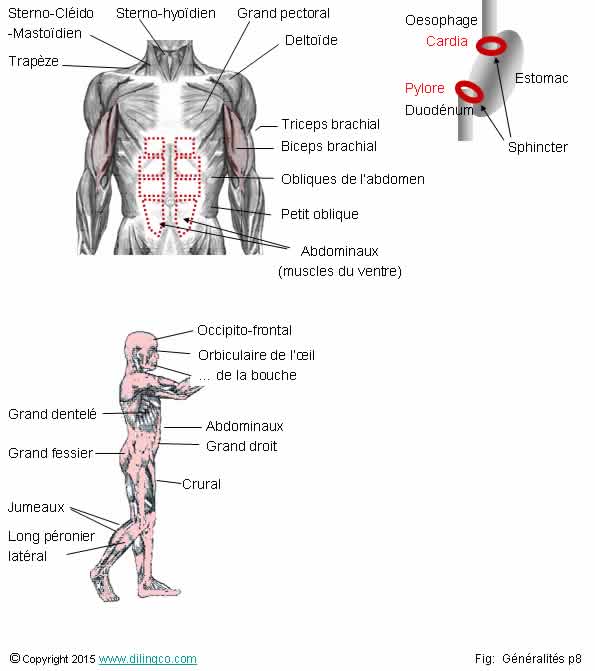  Myologie