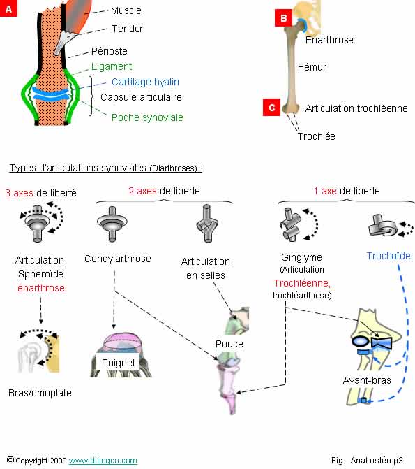  Articulation synoviale Os 