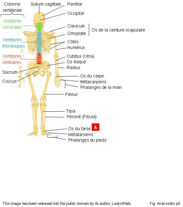 Squelette vue postrieure