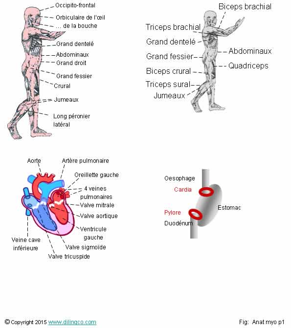  Catgories de muscles  