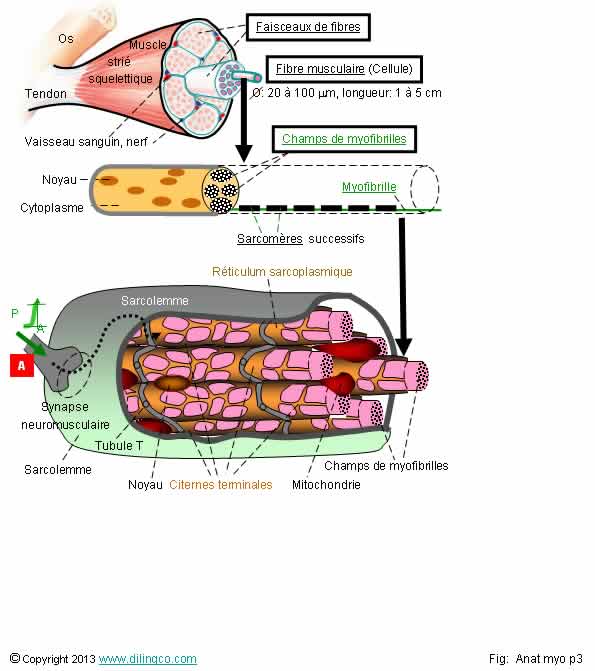  Cellule musculaire strie  