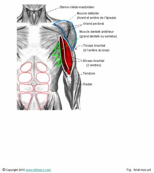  Formes de muscles 