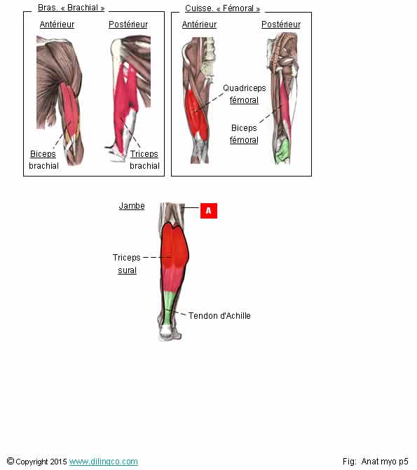  Biceps triceps quadriceps  