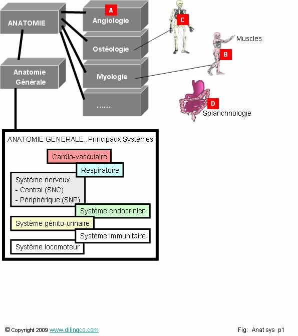 Branches de l'anatomie  