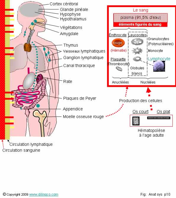 Cinq fonctions du système respiratoire