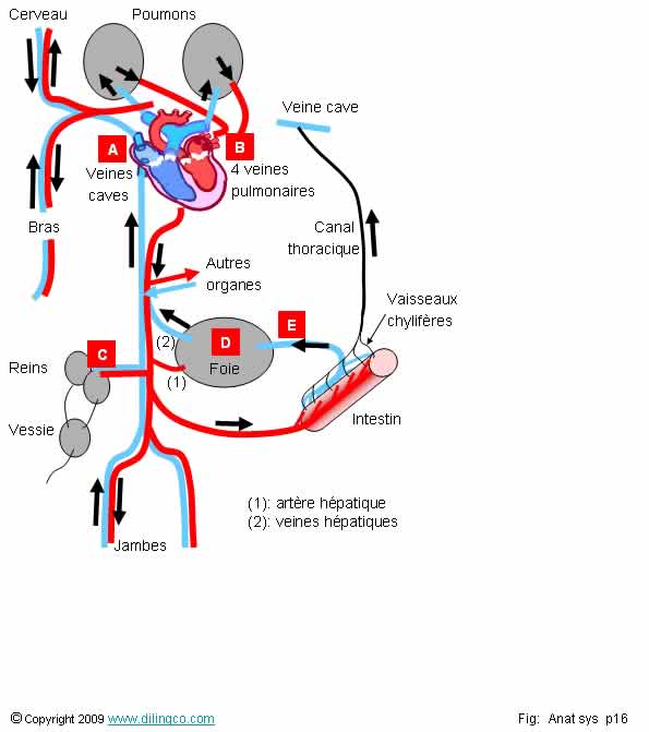 Cerveau poumon coeur foie vaisseaux chylifres