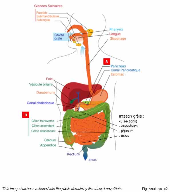 Systme digestif   