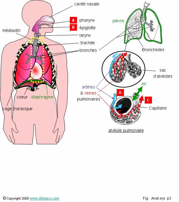 Systme respiratoire  