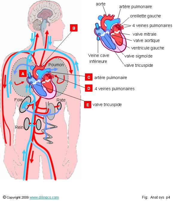  Systme cardio-vasculaire  