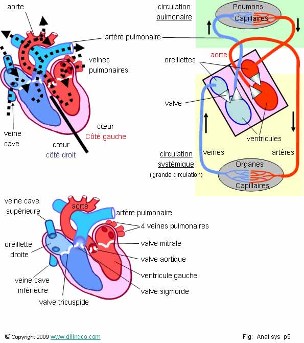  Le coeur circulation pulmonaire systmique  