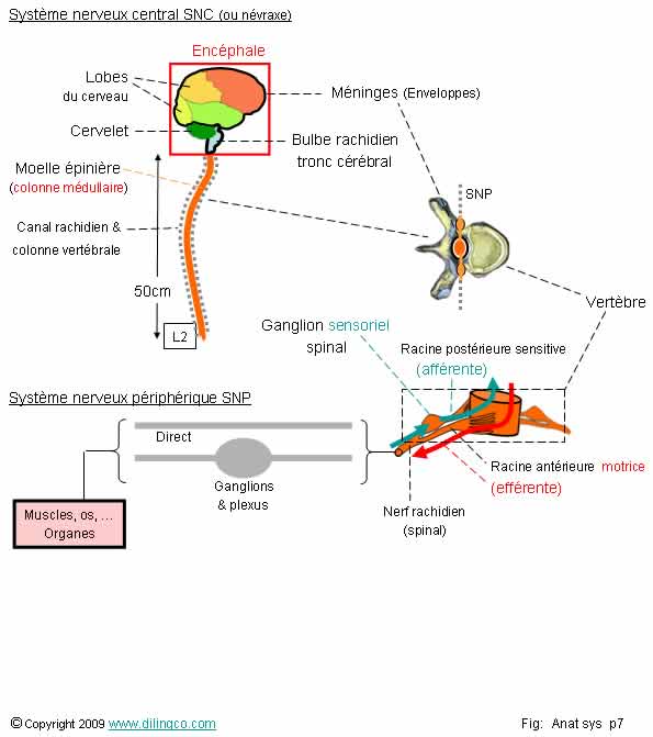 Systme nerveux SNC SNP   