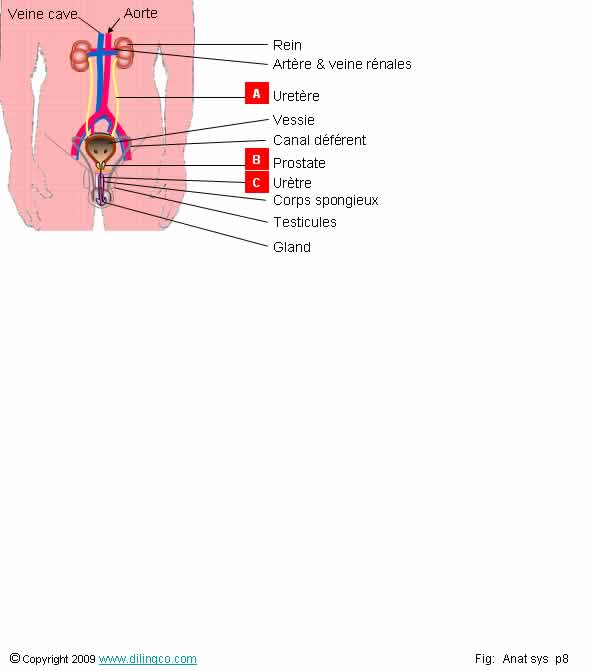 Systme urognital masculin   