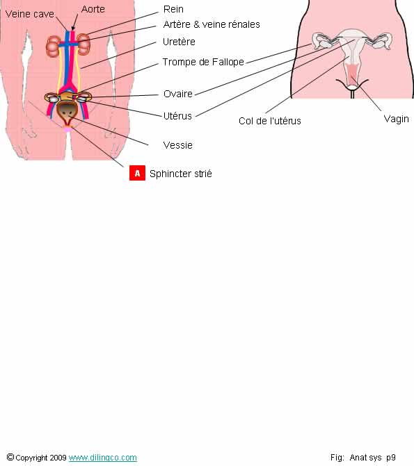  Systme urognital fminin  