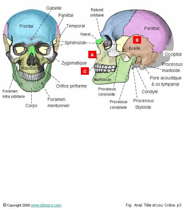  Os de la face 