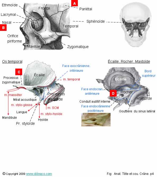 Os Cr ne Os Frontal Os Pari taux Os Occipital