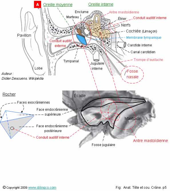  Oreille externe moyenne interne rocher  