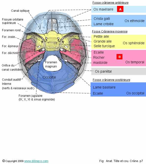  Base interne du crne  