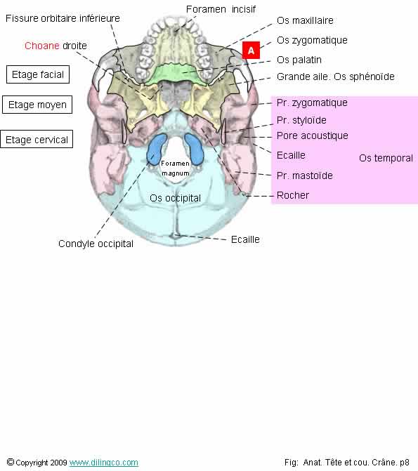 Base externe du crne vue caudale  
