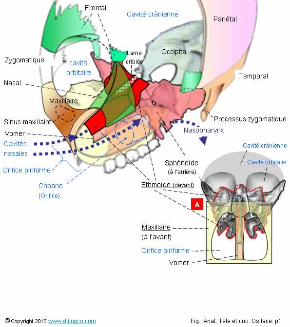 Tte face osseuse   