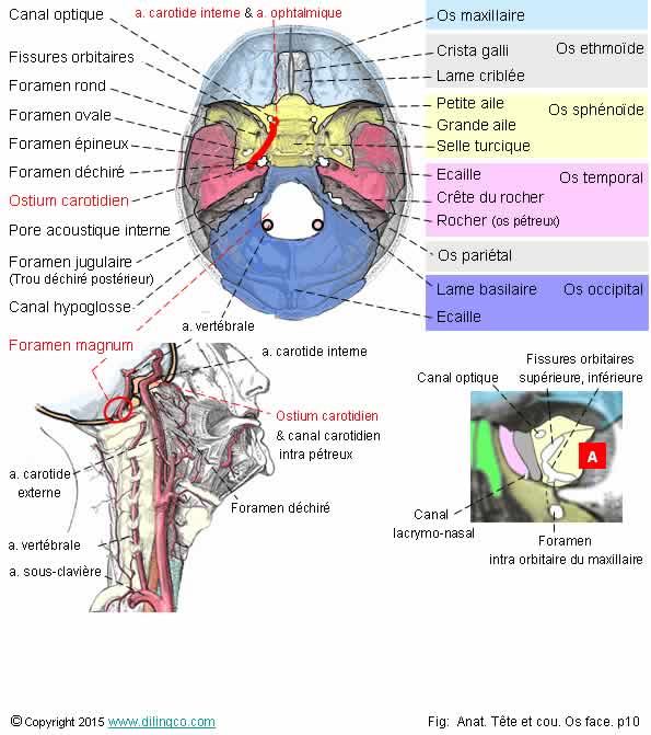 Foramens du crne 