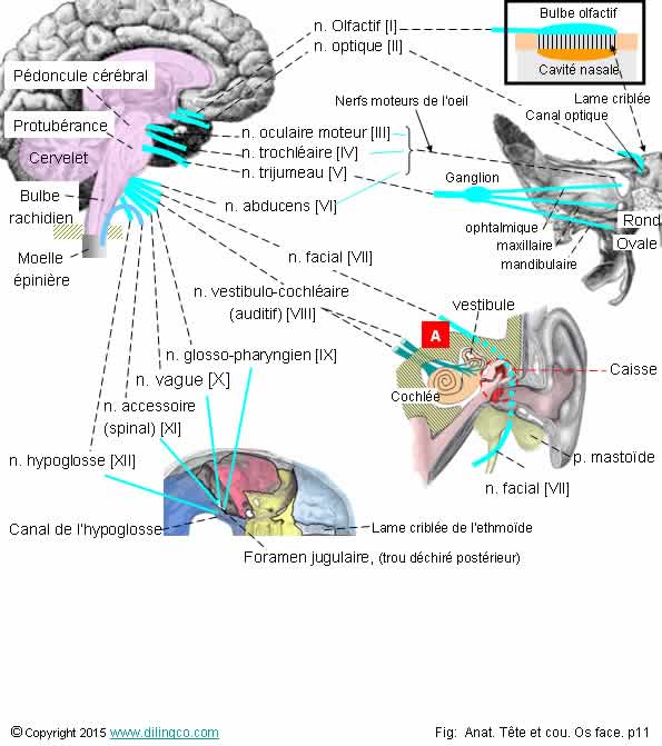  Passage des nerfs crniens  