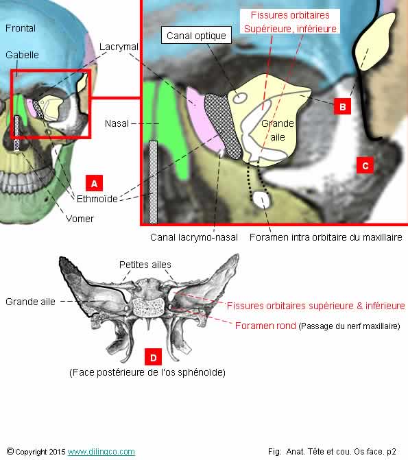 Orbite oculaire 