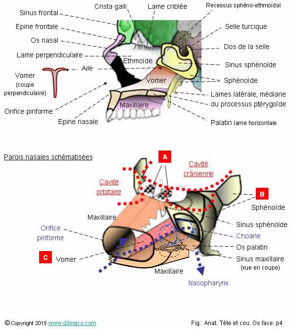 Parois nasales  cavit orbitaire crnienne   