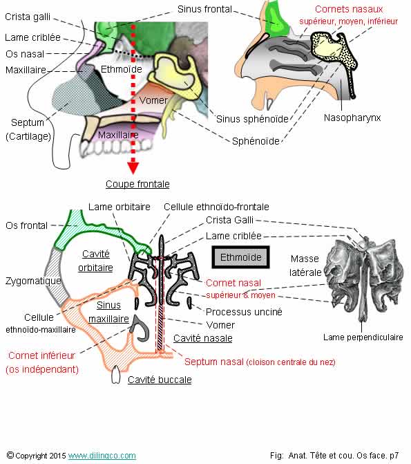  Os ethmode cornet nazaux crista galli  