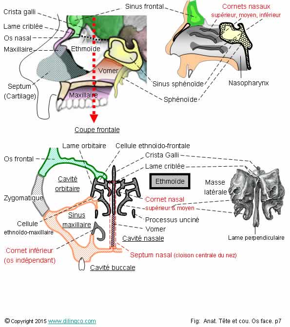  Os ethmode cornet nazaux crista galli  