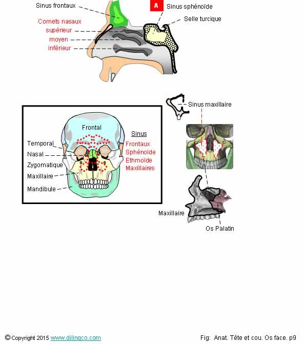  Sinus et cornets nasaux 