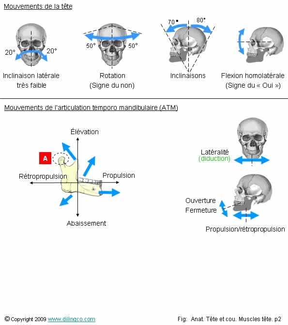 Mouvements tte et  machoire 