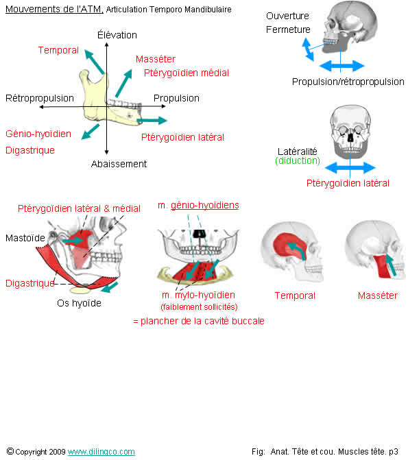 Mouvement mchoire   