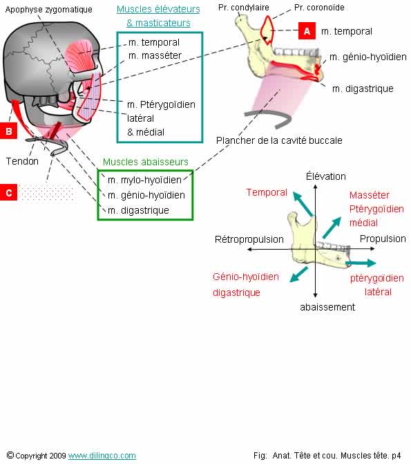 muscles masticateurs mylo-hyodien gnio-hyodien 