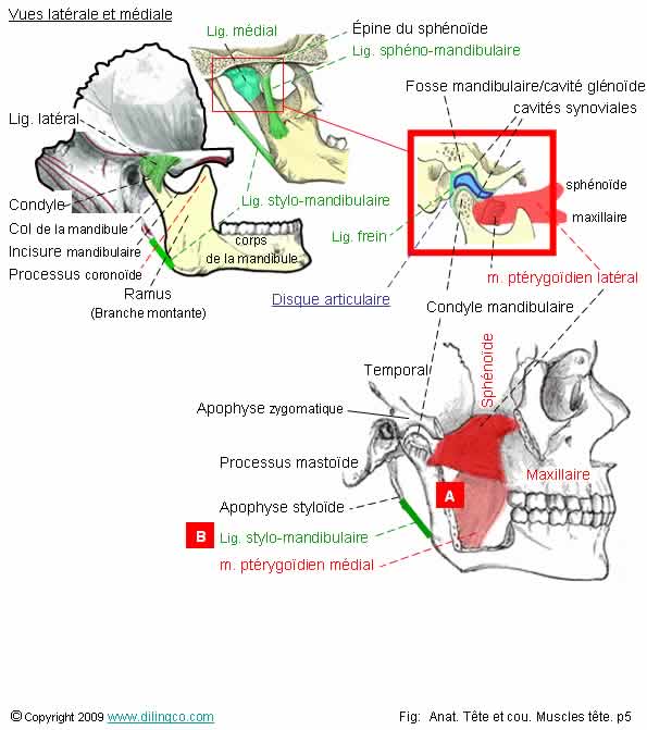 Articulation temporo mandibulaire 