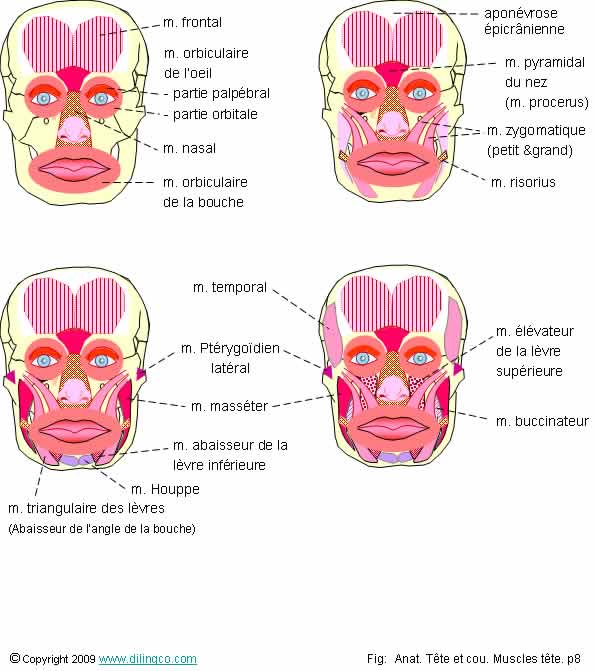 Muscles de la face 