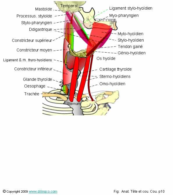 Muscles supra et infra hyodiens   