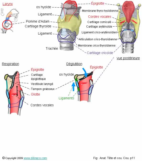  Larynx piglotte  