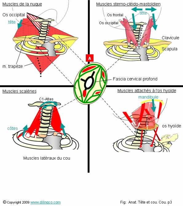 Muscles du cou  