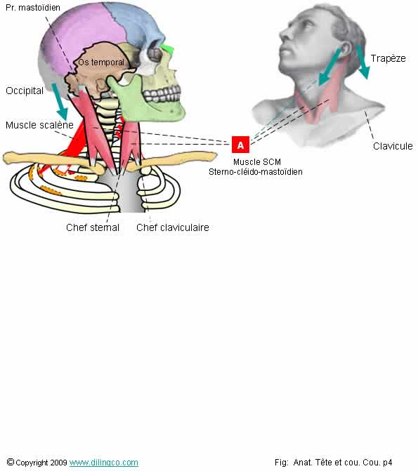 muscles sterno clido mastodien SCM 