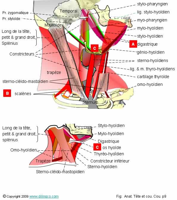  Muscles du cou trapze SCM  