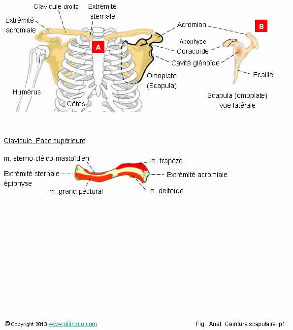  Ceinture scapulaire clavicule scapula  