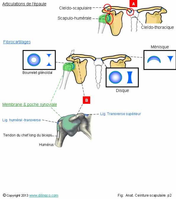 Articulations de l'paule 