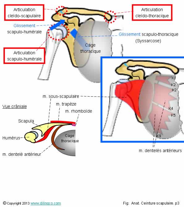  articulation cledo-scapulaire scapulo-humrale cledo-thoracique 