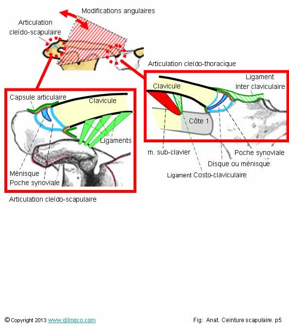  articulations claviculaires  