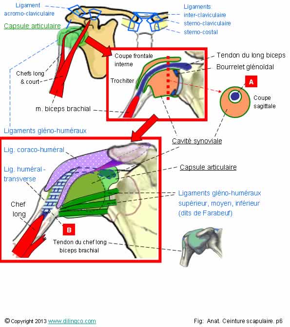Cavit synoviale ligaments 