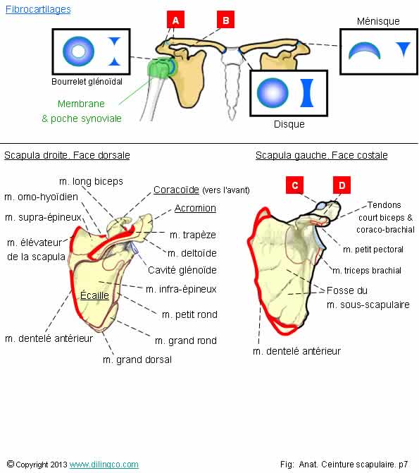 scapula fibrocartilage 
